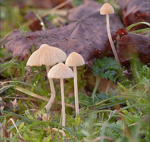 Galerina graminea