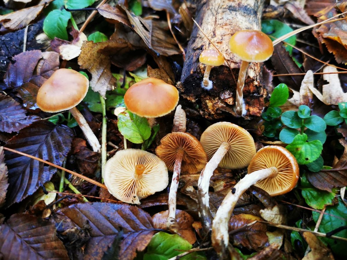 Galerina marginata