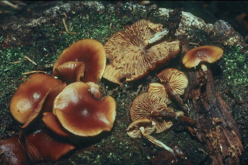 Galerina marginata