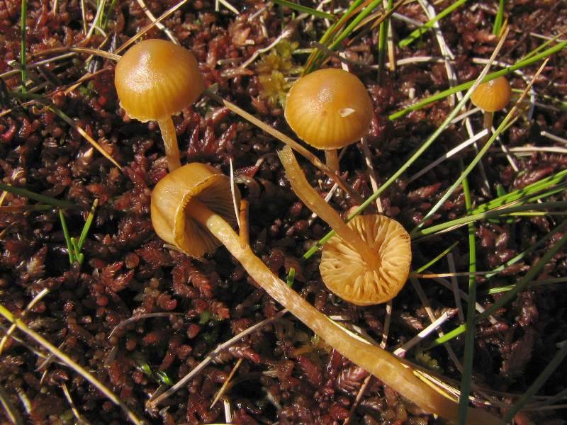 Galerina paludosa