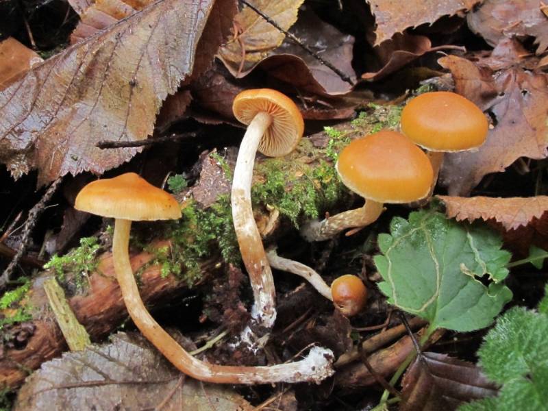 Galerina salicicola