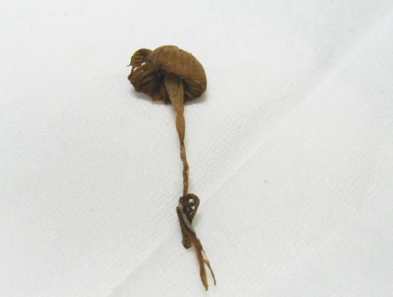 Galerina subclavata