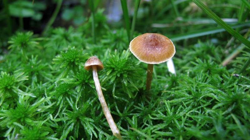 Galerina tibiicystis