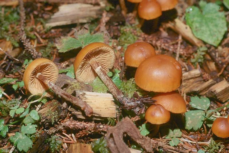 Galerina uncialis