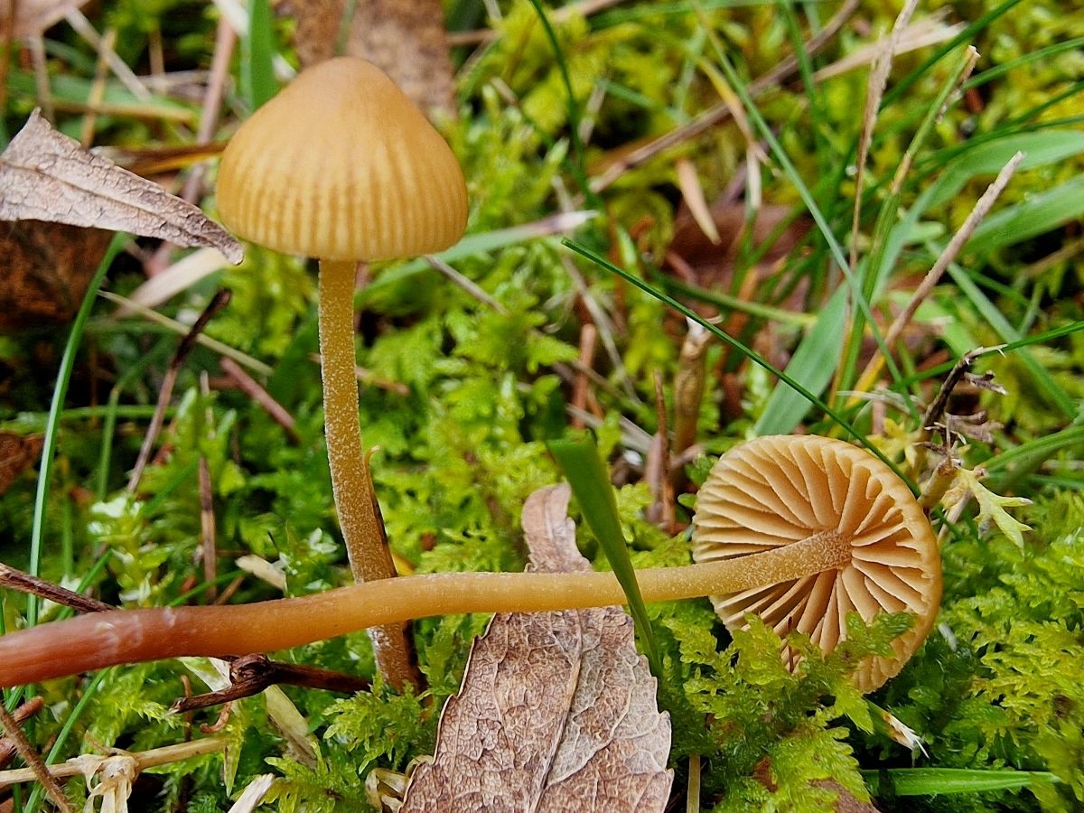 Galerina vittiformis