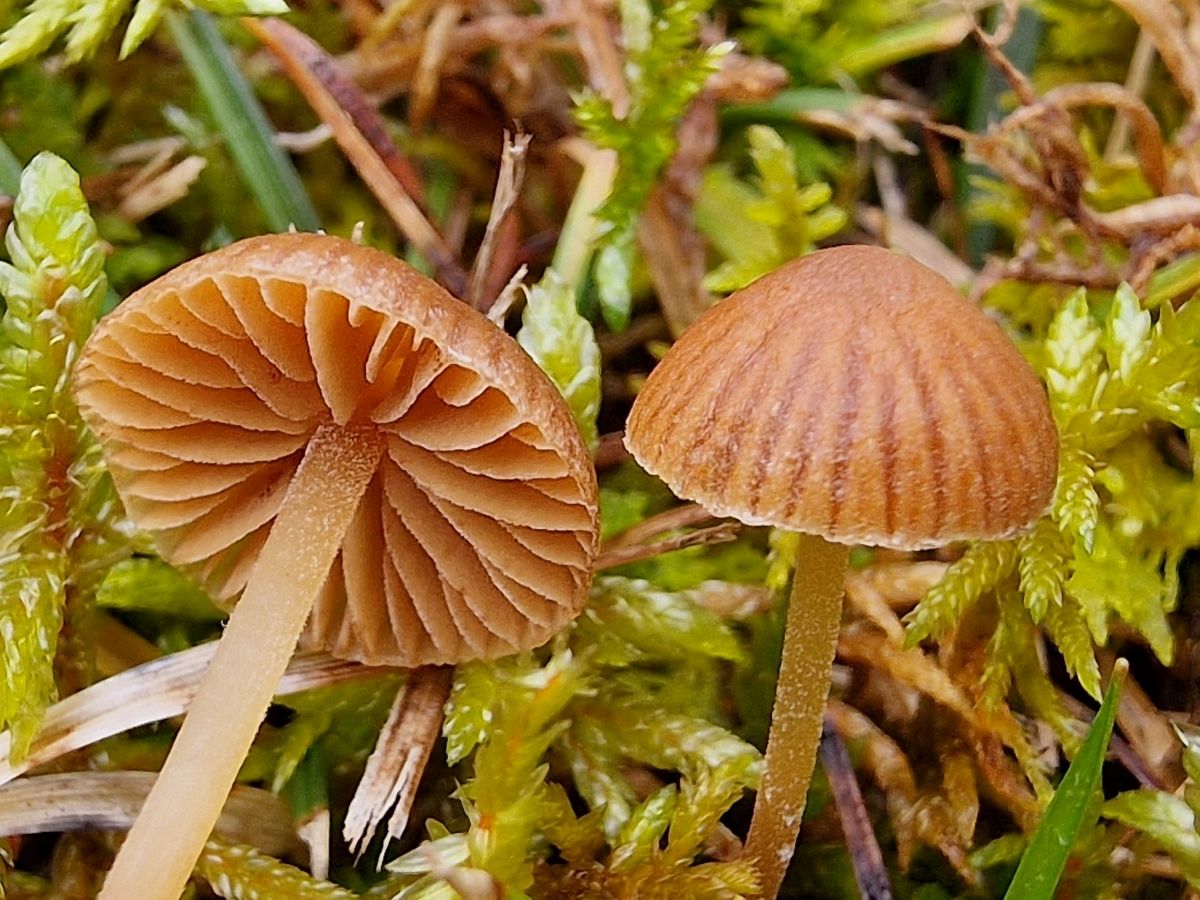 Galerina vittiformis