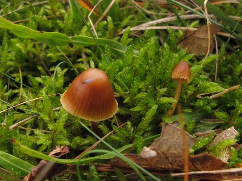 Galerina vittiformis