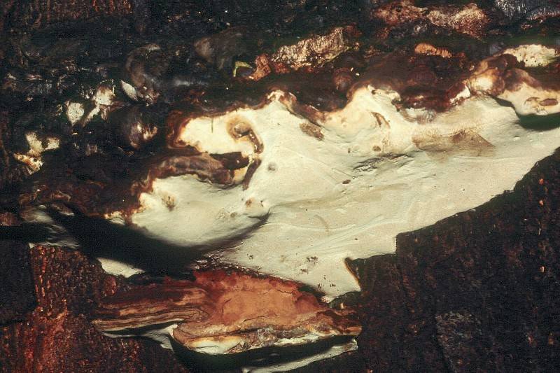 Ganoderma adspersum