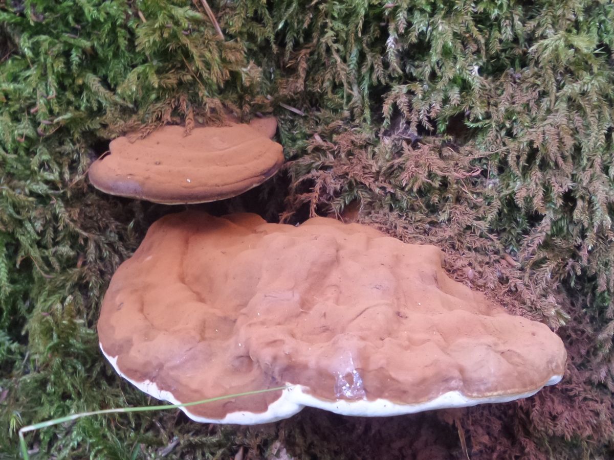 Ganoderma applanatum