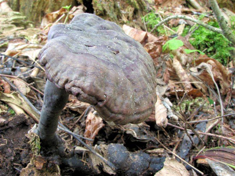 Ganoderma carnosum