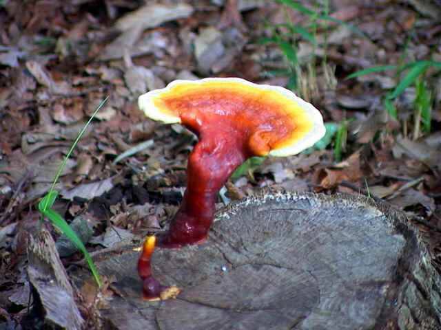 Ganoderma lucidum