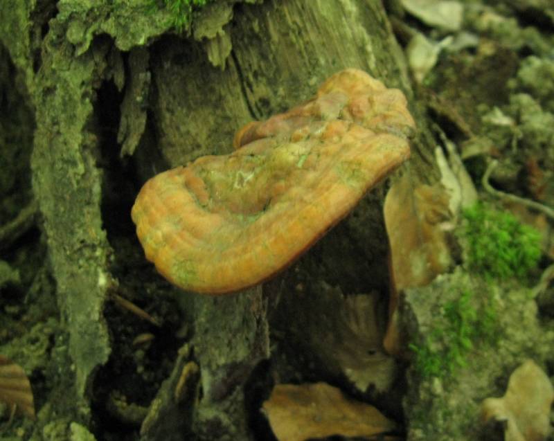 Ganoderma lucidum