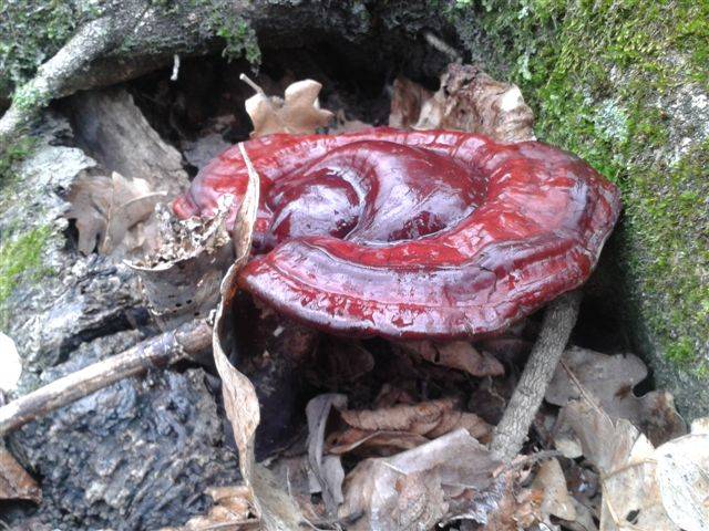 Ganoderma lucidum