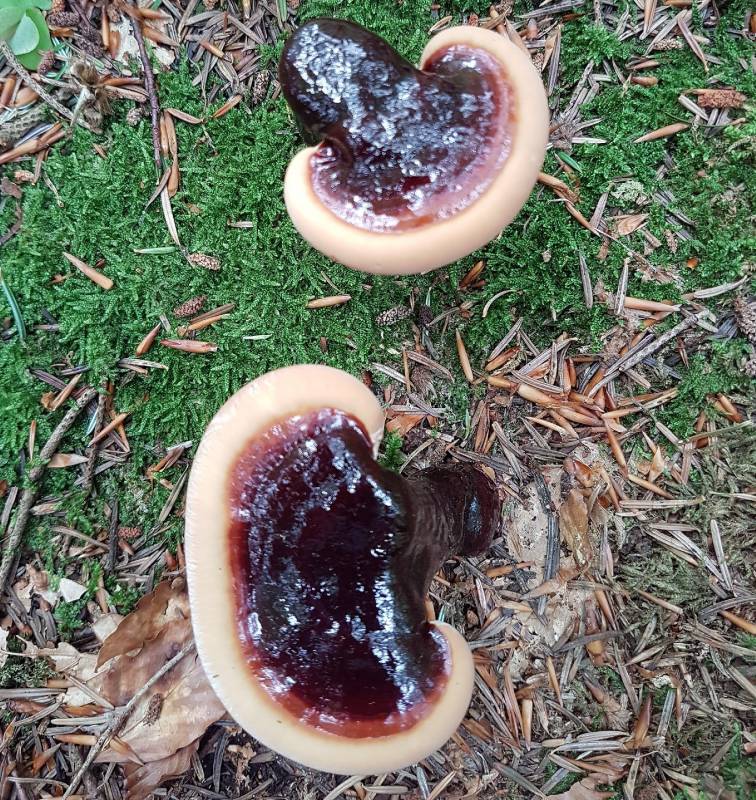 Ganoderma lucidum