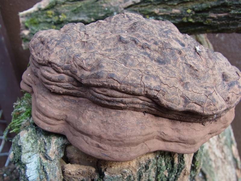 Ganoderma pfeifferi