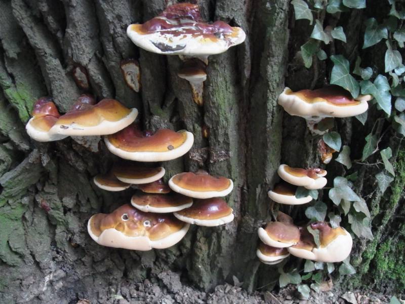 Ganoderma resinaceum