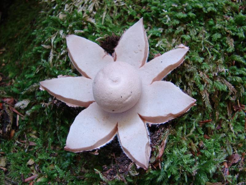 Geastrum fimbriatum