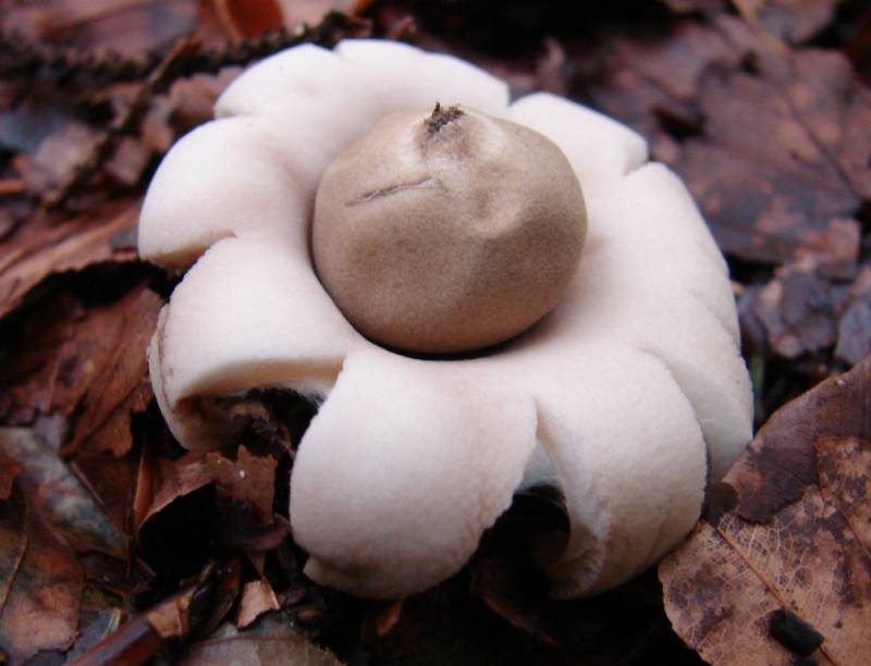 Geastrum fimbriatum