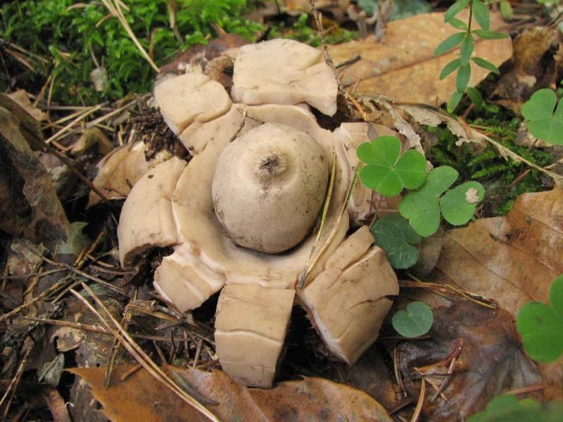 Geastrum fimbriatum