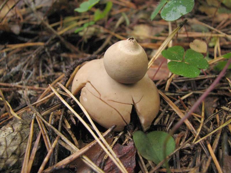 Geastrum quadrifidum