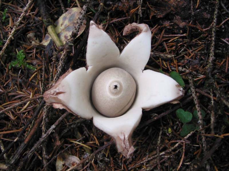 Geastrum rufescens