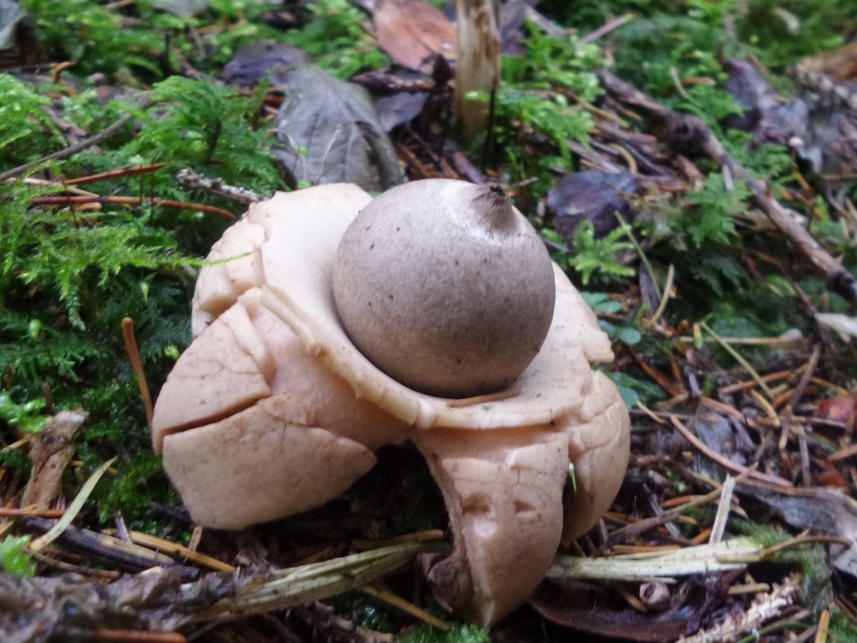 Geastrum triplex