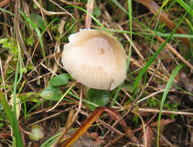 Gliophorus irrigatus Gliophorus irrigatus