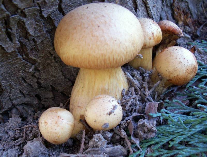 Gymnopilus junonius