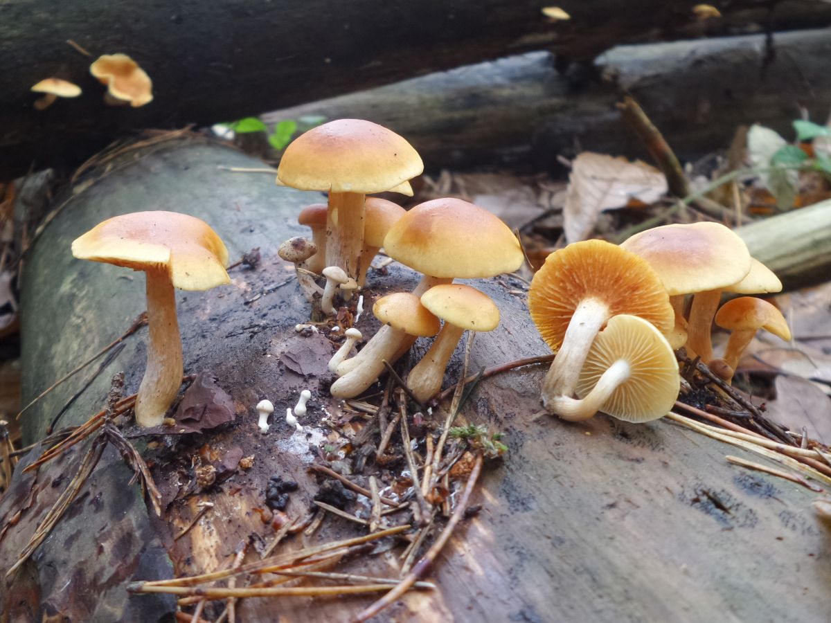 Gymnopilus sapineus