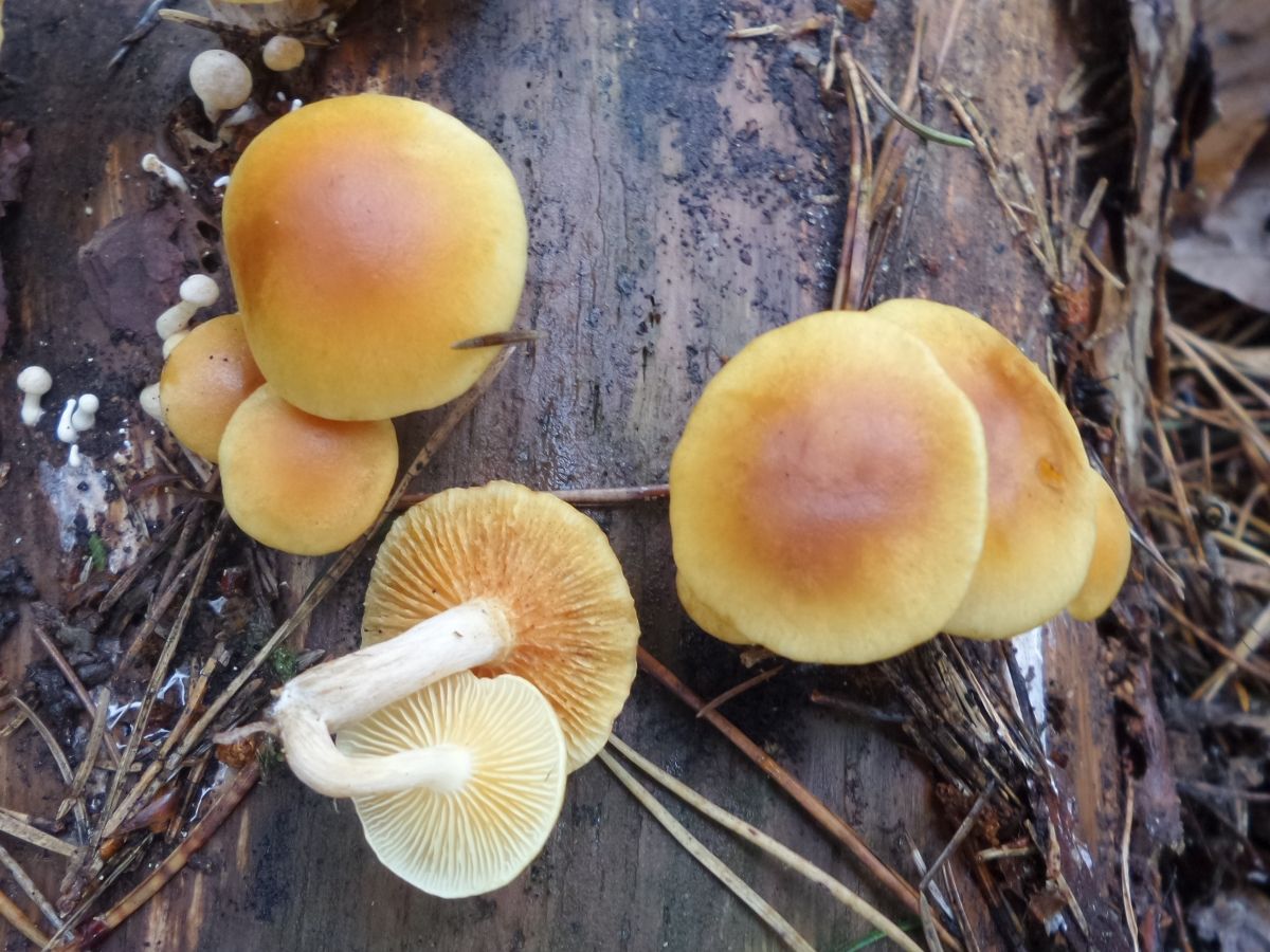 Gymnopilus sapineus