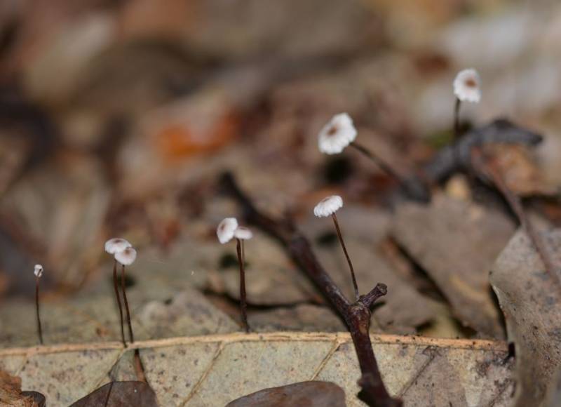 Gymnopus androsaceus