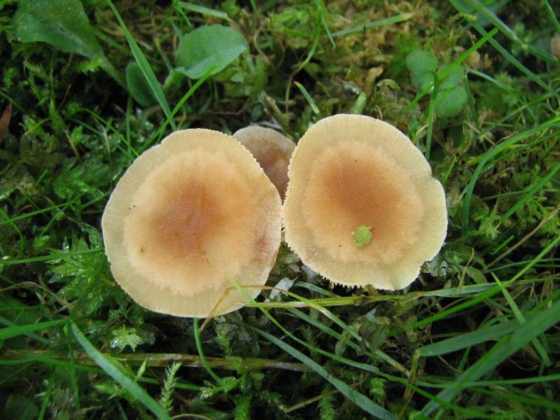 Gymnopus aquosus