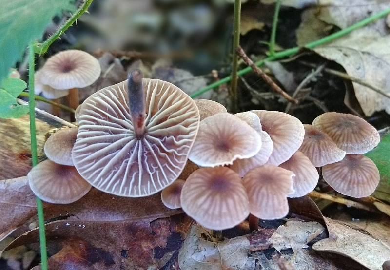 Gymnopus brassicolens