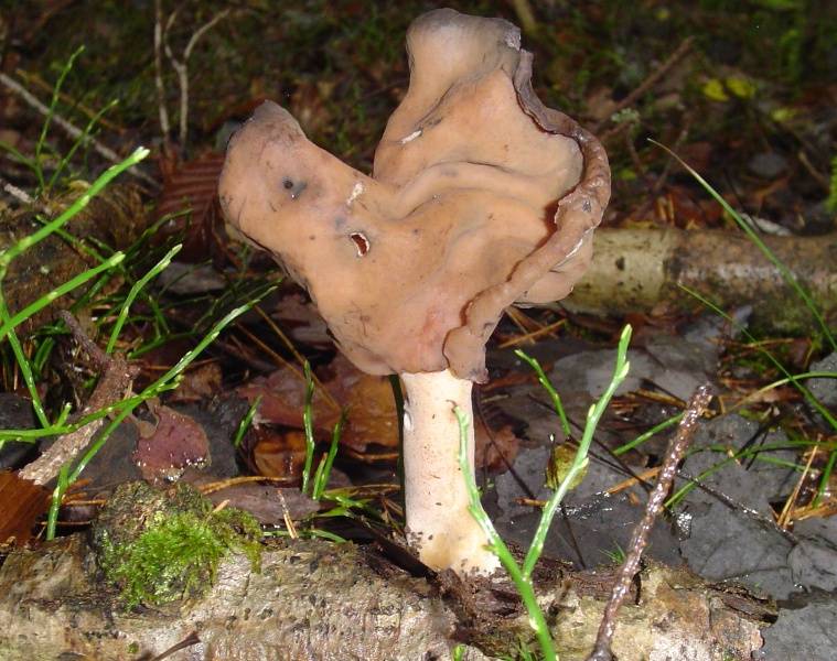 Gyromitra infula