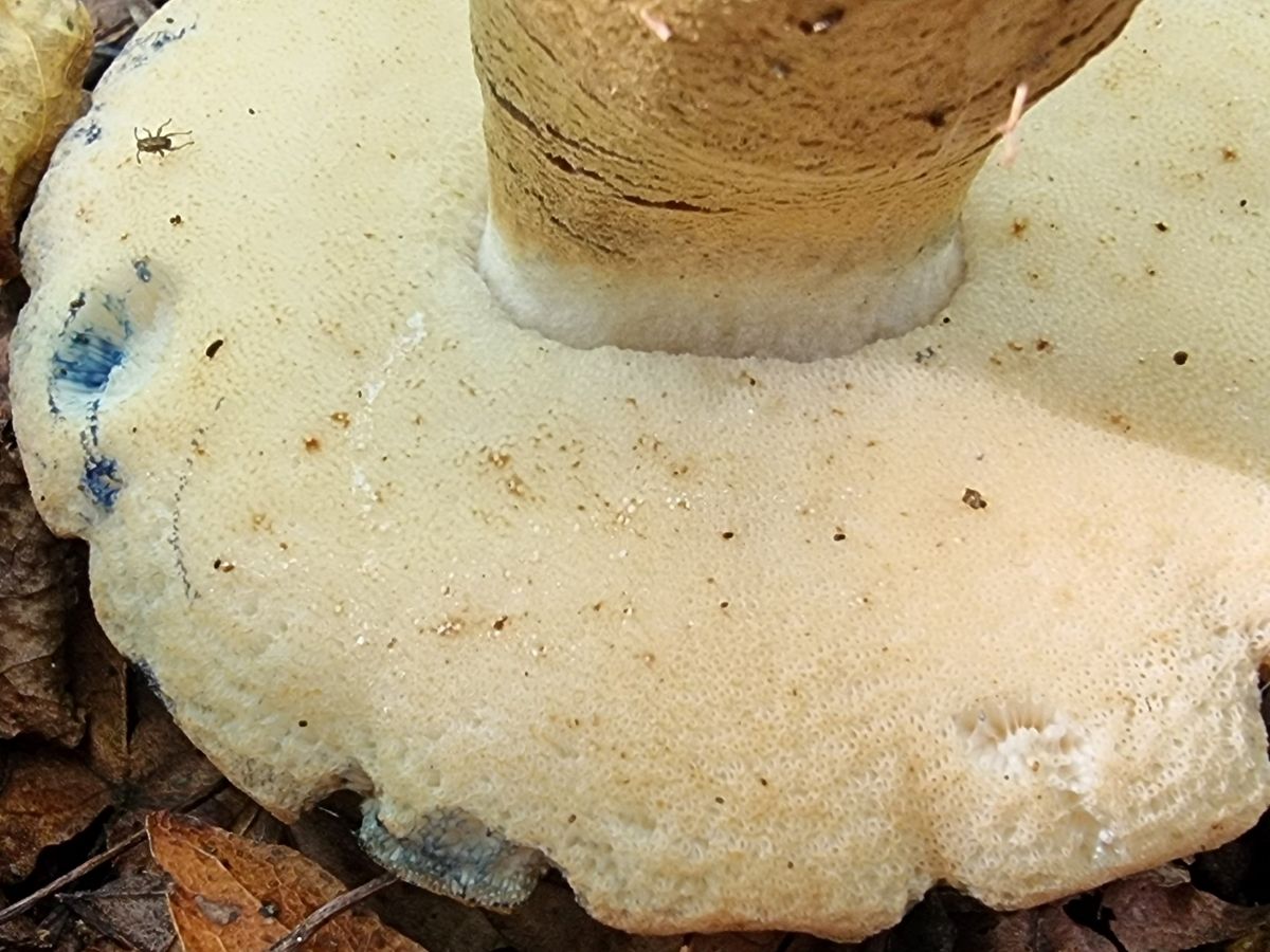 Gyroporus cyanescens