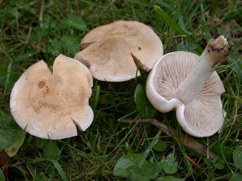 Hebeloma leucosarx