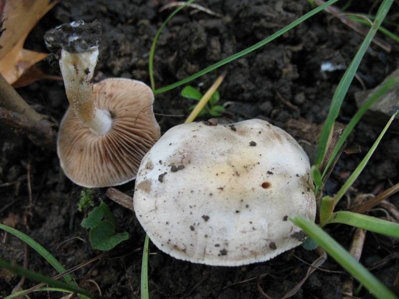 Hebeloma pusillum