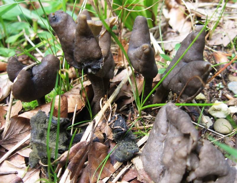 Helvella atra