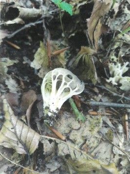 Helvella costifera