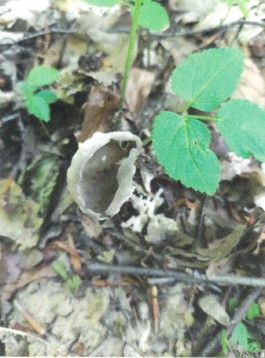Helvella costifera Helvella costifera