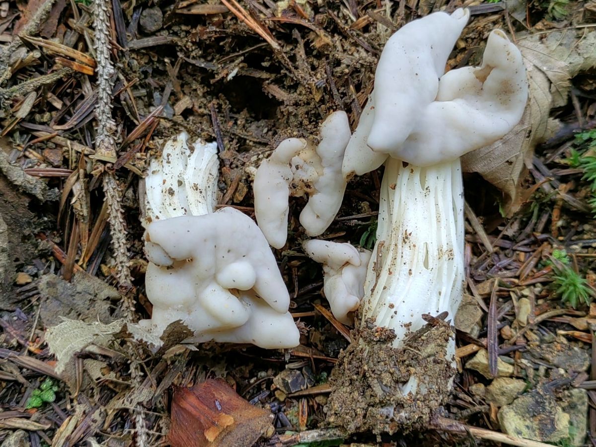 Helvella crispa