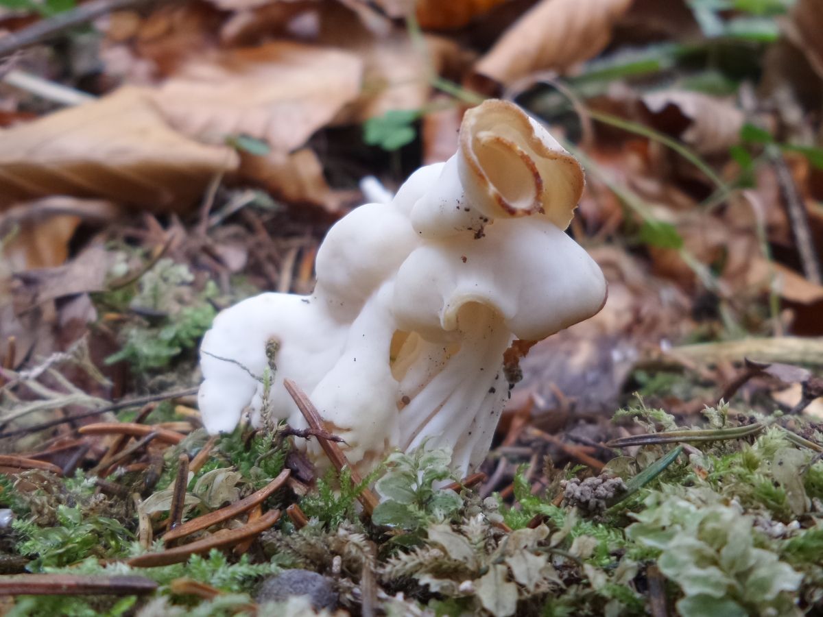 Helvella crispa