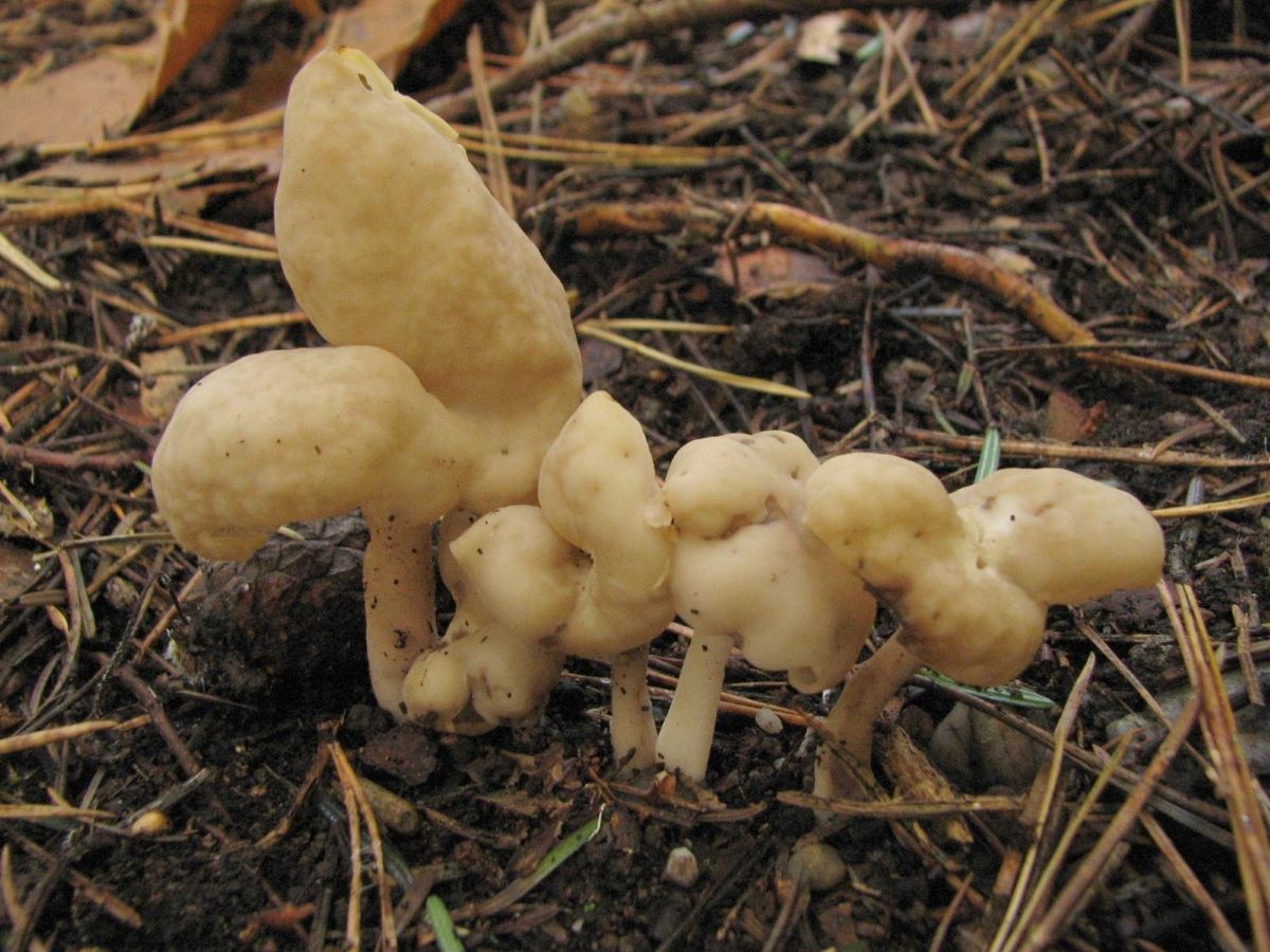 Helvella elastica