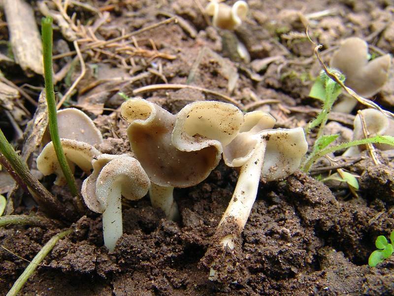 Helvella ephippium