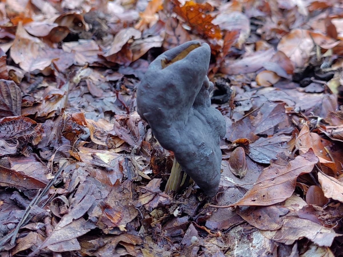 Helvella lacunosa