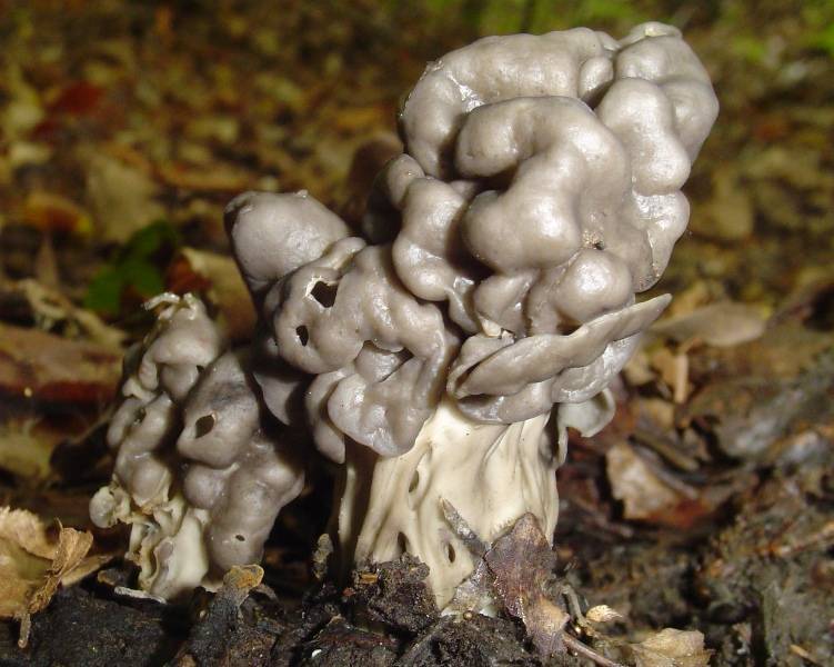 Helvella lacunosa