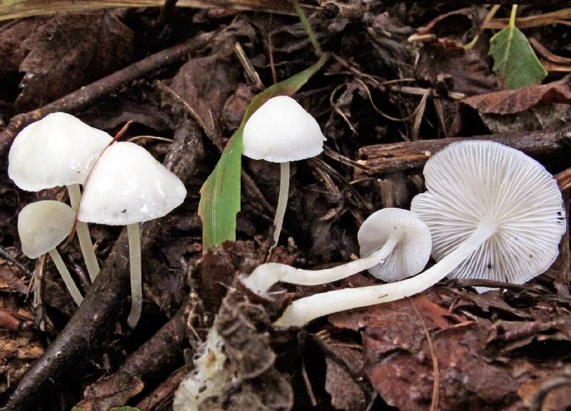 Hemimycena cucullata