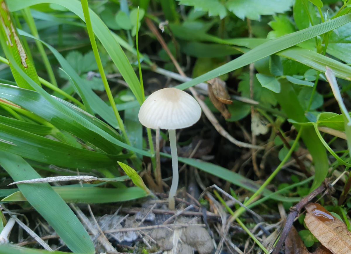 Hemimycena mairei