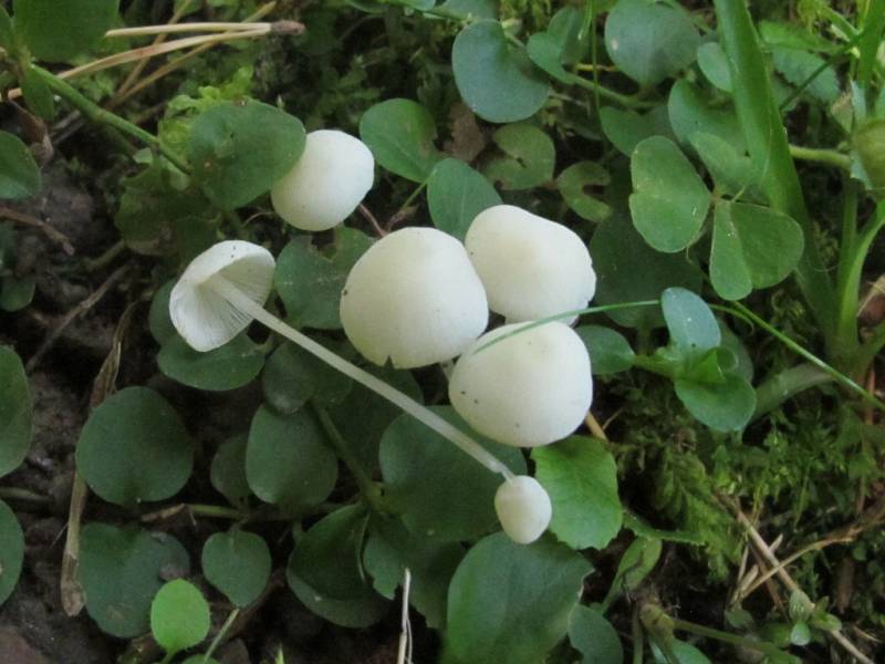 Hemimycena pithya