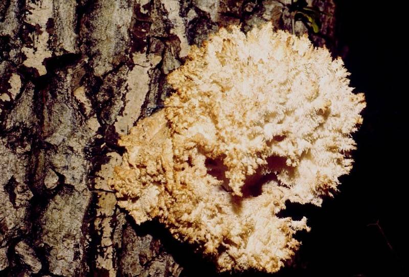 Hericium clathroides